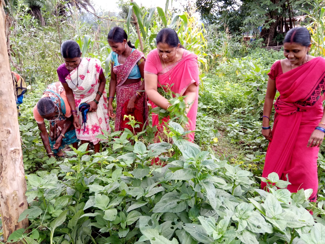 India women gathering plants