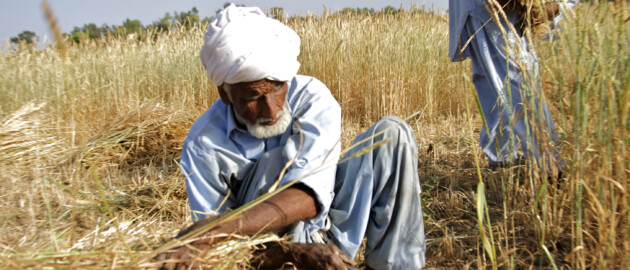 Two men harvesting wheat in a field in Pakistan.