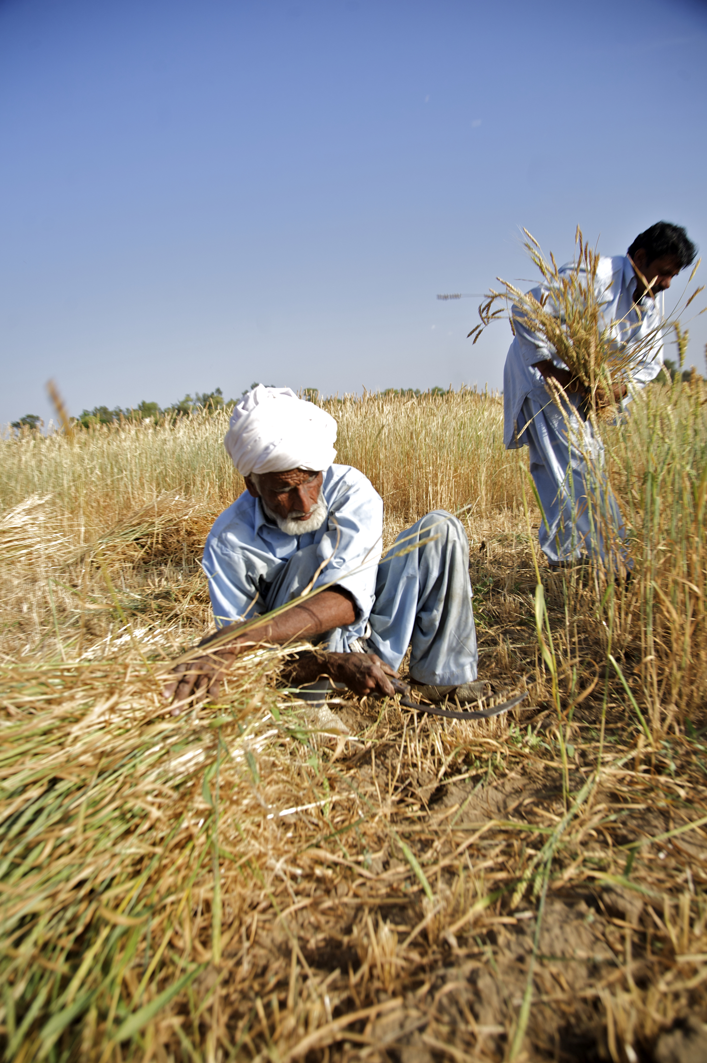 Two men harvesting wheat in a field in Pakistan.