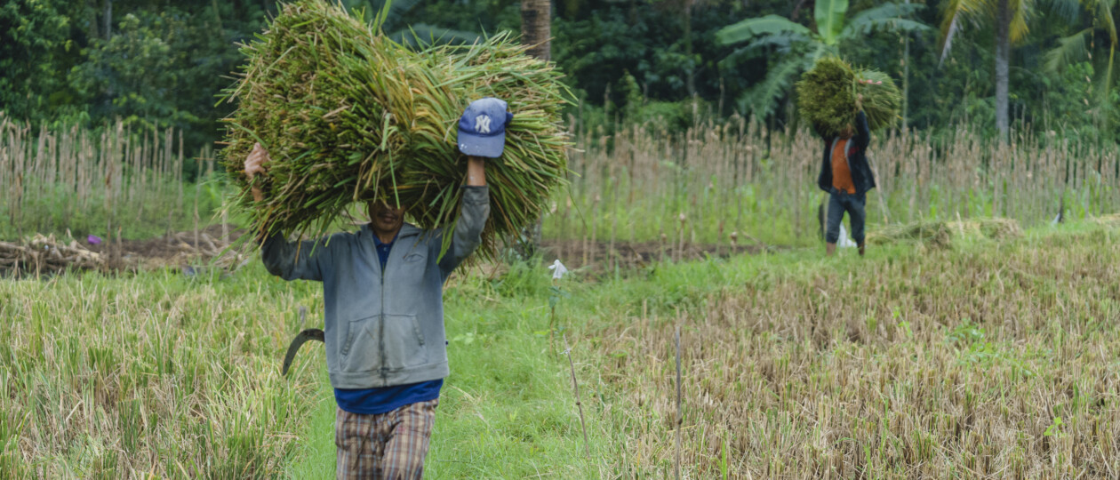 Nutrition International supports Indonesia’s Large-Scale Food Fortification Forum