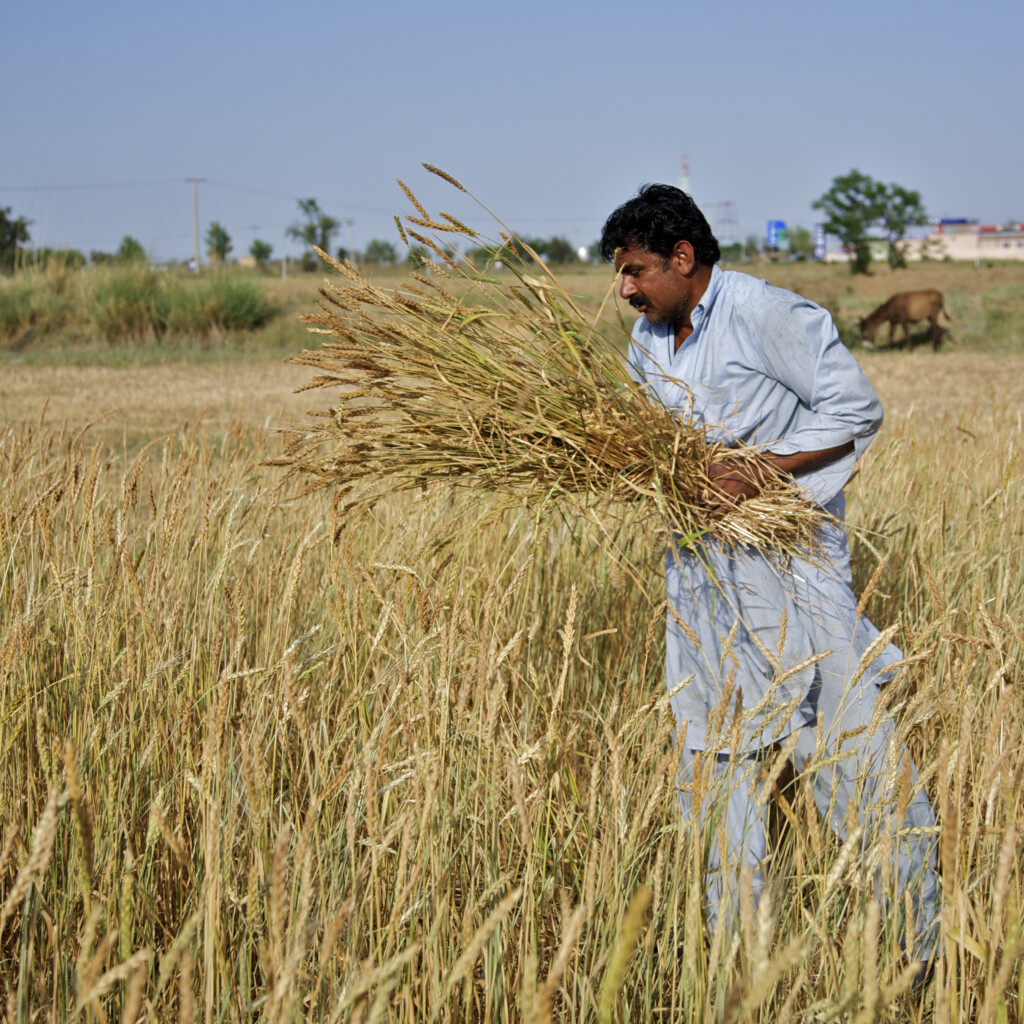 Image of Un parcours de 20 ans pour légiférer l’enrichissement alimentaire au Pakistan.