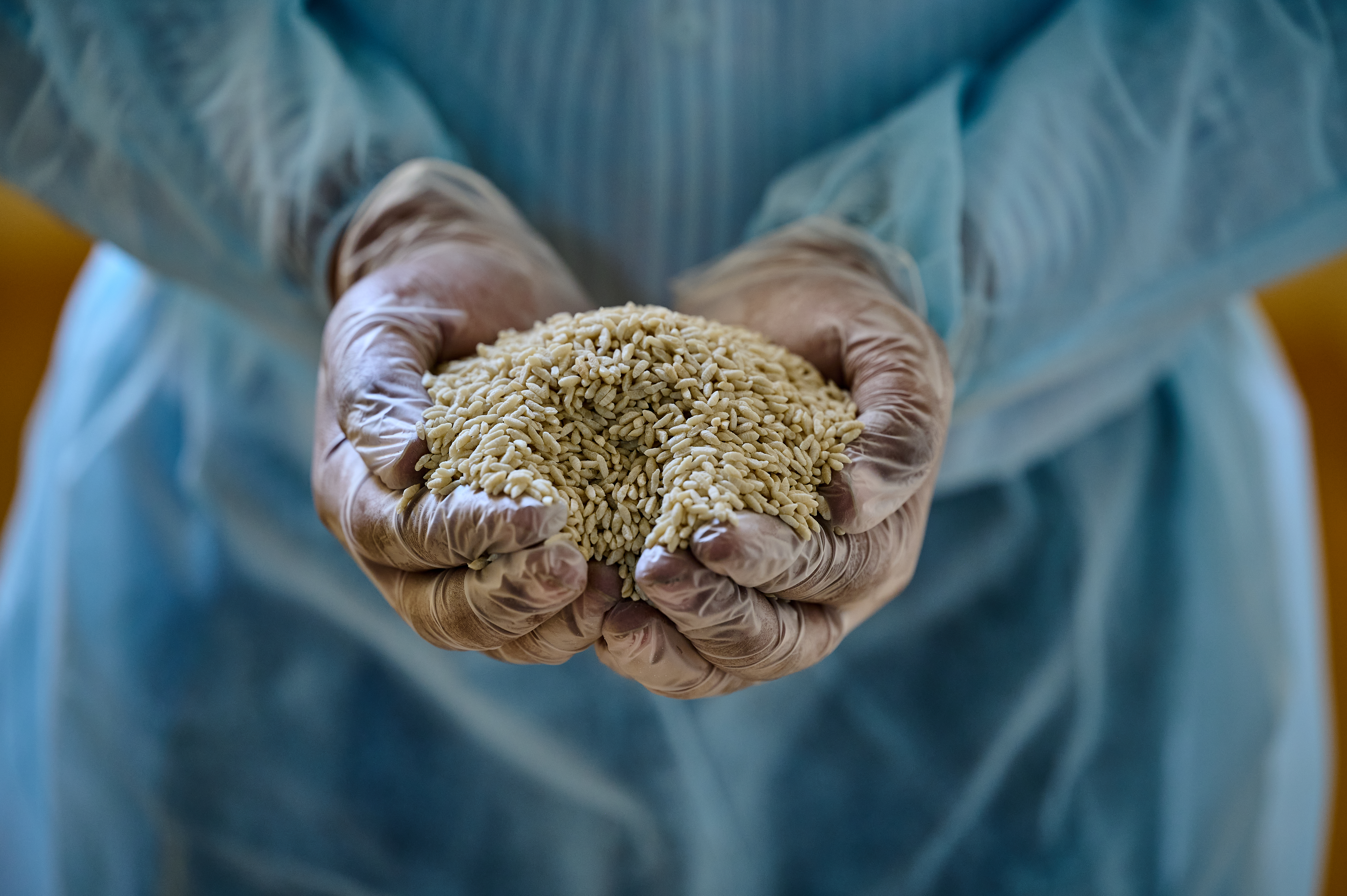 Hands hold a small mound of fortified rice kernals close up to the camera.