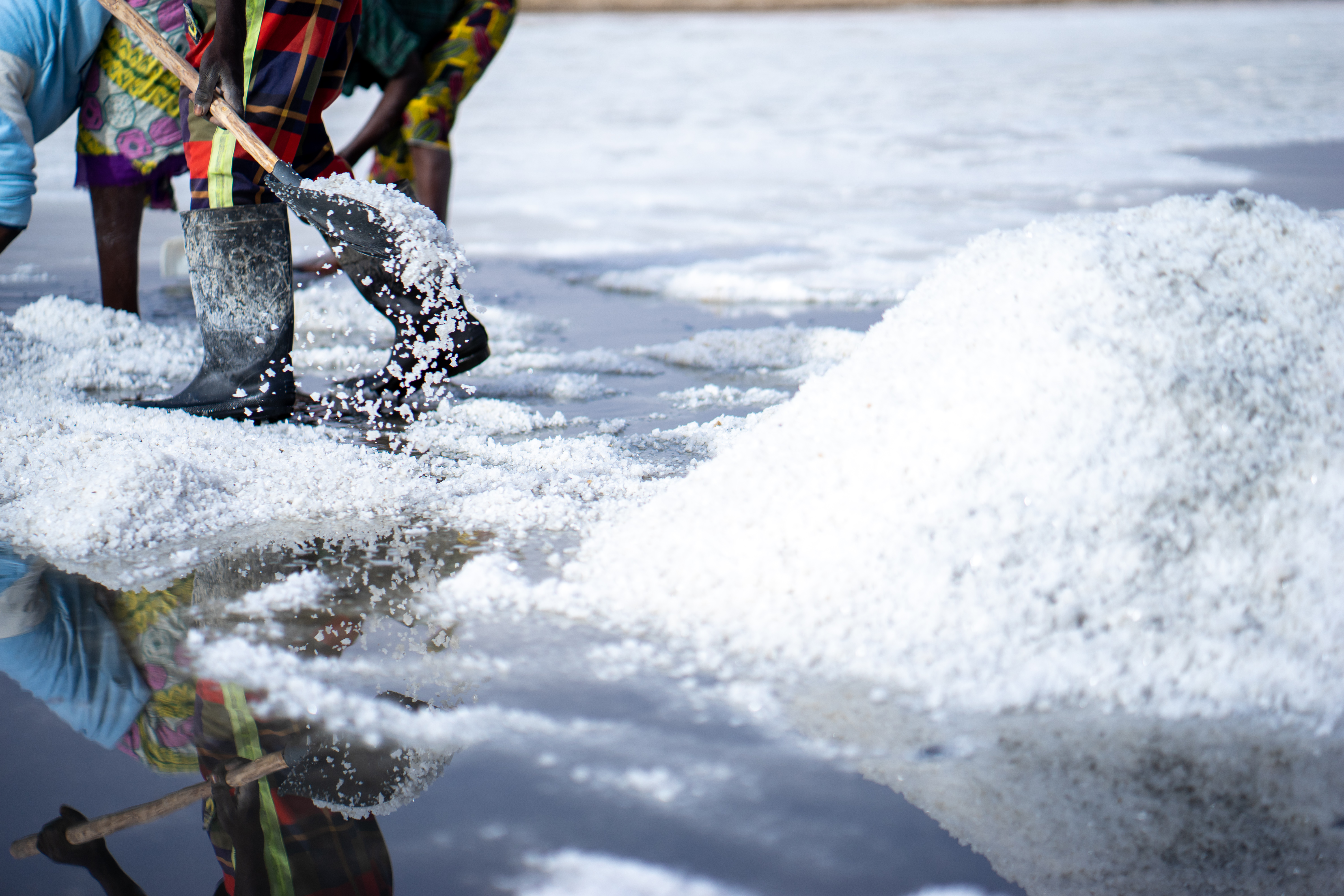 Raw salt is being shovelled in a salt field in Senegal.