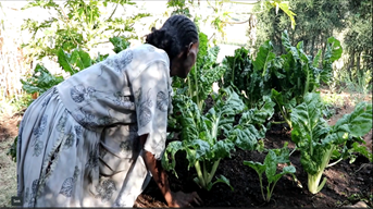 A woman picks leafy green vegetables.