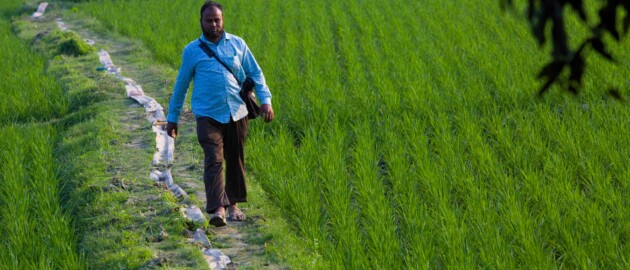 A man walks through a bright green field in Bangladesh. He is walking with purpose.
